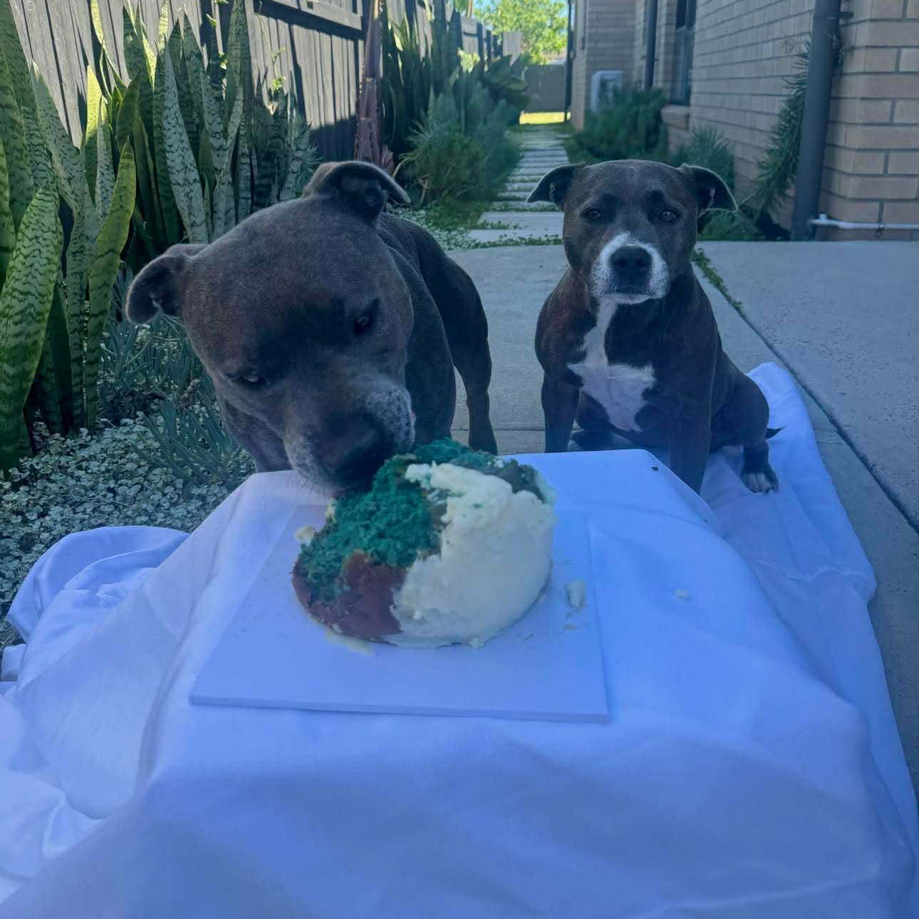 Gender Reveal Cake 17cm